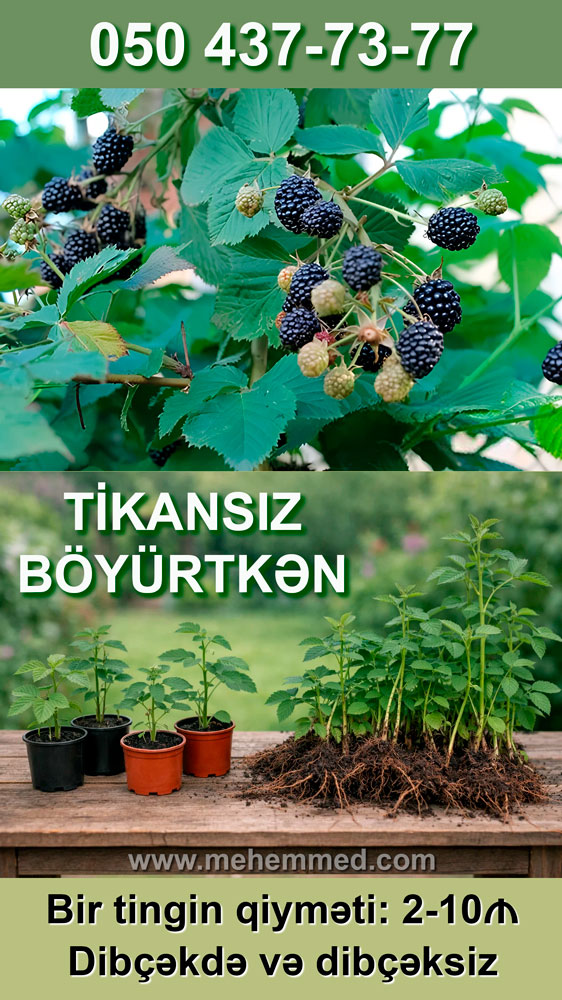 Tikansız böyürtkən tingləri