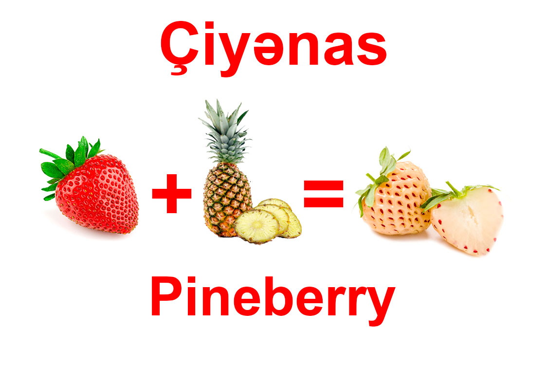 Çiyənas (çiyələk + ananas) – Paynberri çiyələyi (pineberry) Çiyənas (çiyələk + ananas) – Paynberri çiyələyi (pineberry)