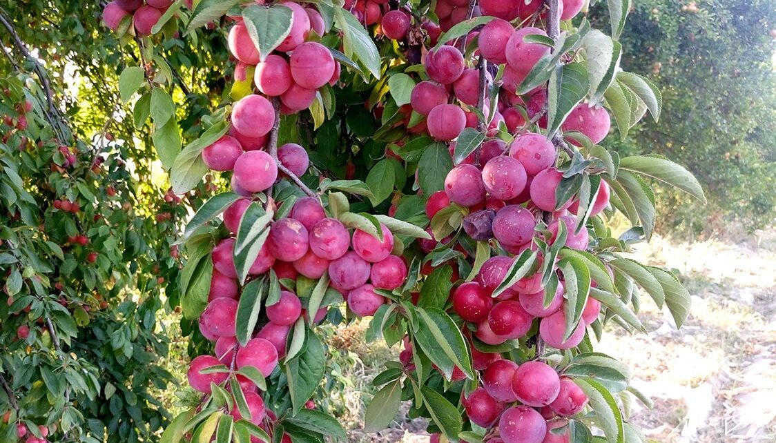 Özü bitən alça ağacı